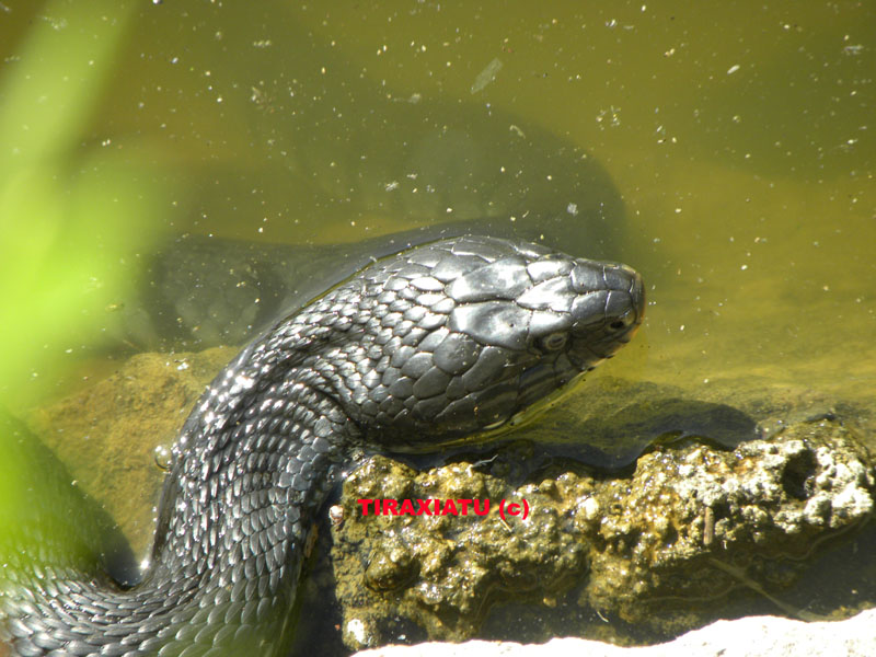 Natrix natrix siciliana